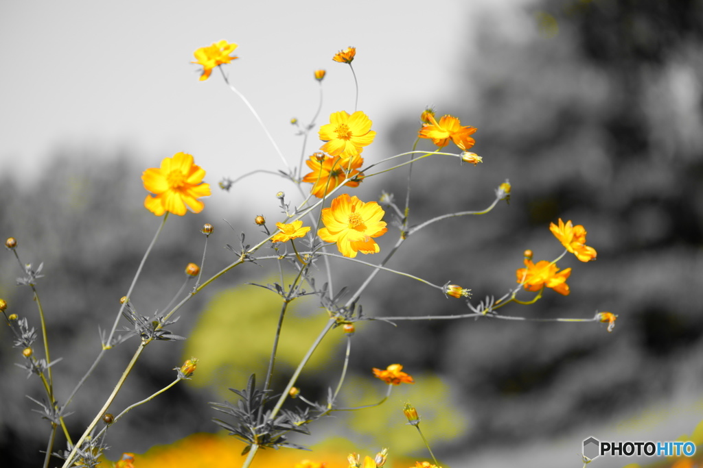 幸せの黄色の花