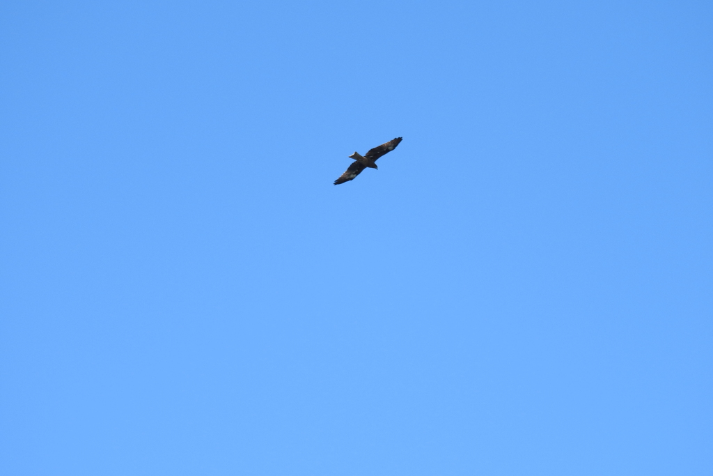 青空を見上げて