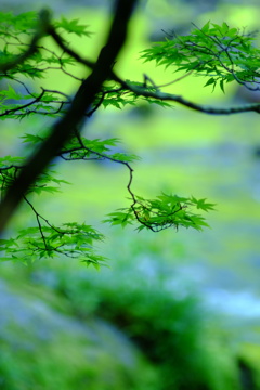 奥入瀬渓流