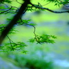 奥入瀬渓流