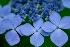 薄花色