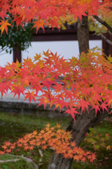 紅を纏う