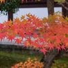 紅を纏う