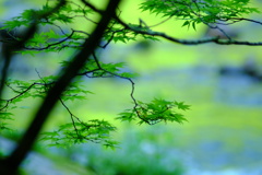 奥入瀬渓流