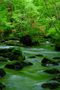 奥入瀬渓流