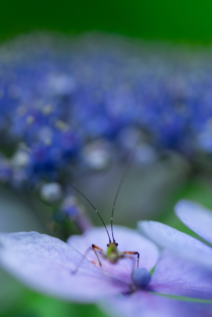 アンテナ