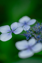 額紫陽花