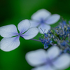 額紫陽花
