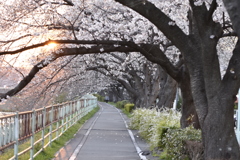 夕暮れの散歩道～春～