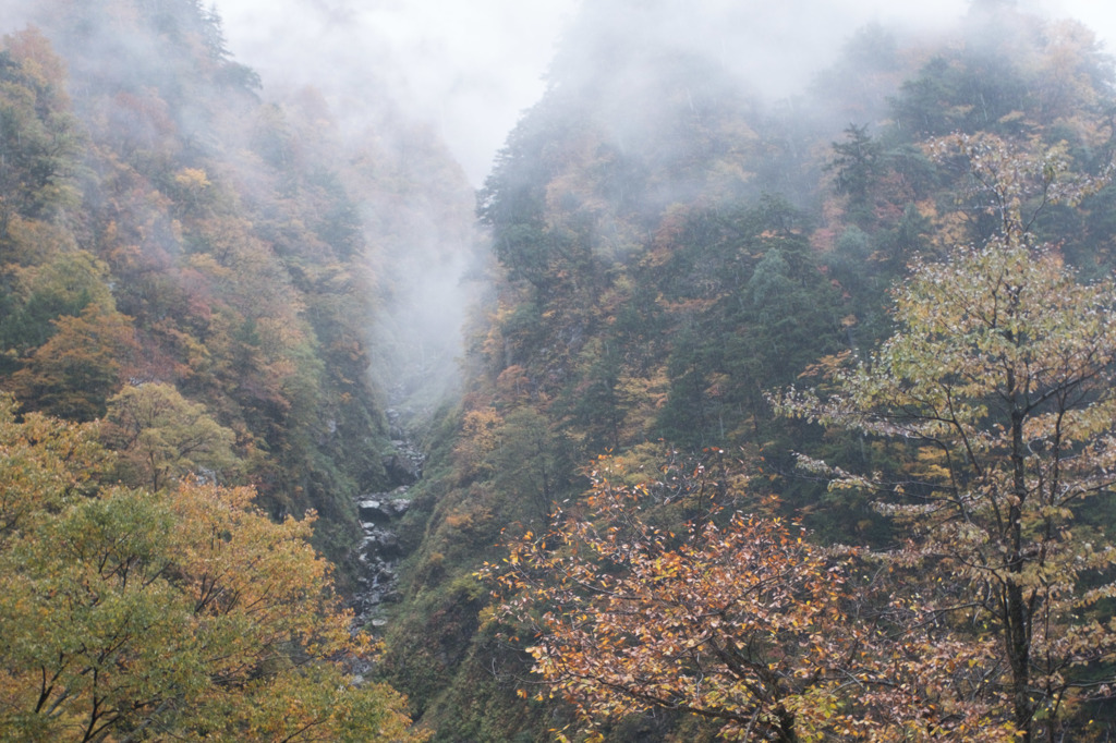 霧と紅葉