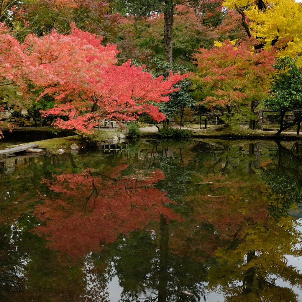 逆さ紅葉　昼の部　その弍