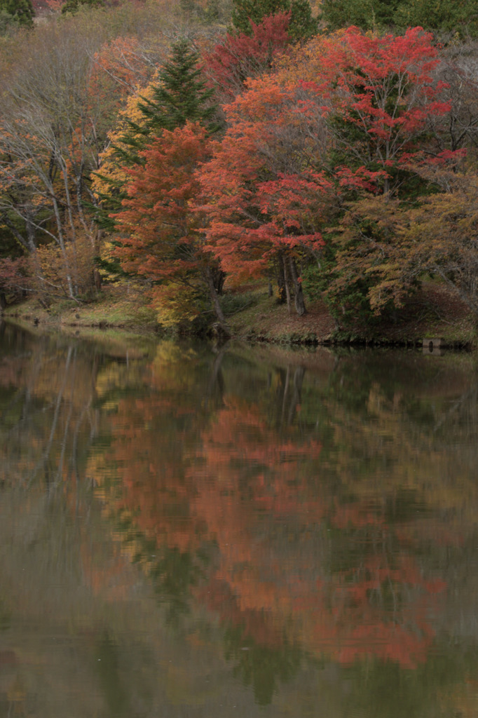 紅葉