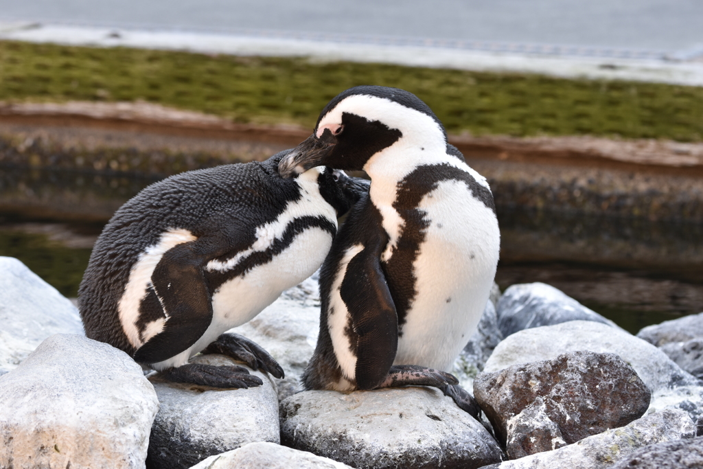 ペンギンのカップル　その壱