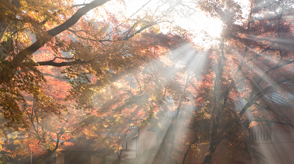 紅葉と光芒　その壱
