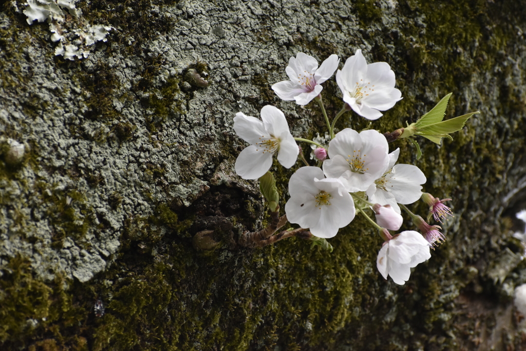 胴付桜