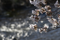 川面と桜