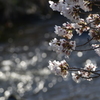 川面と桜
