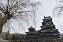 松本城と柳
