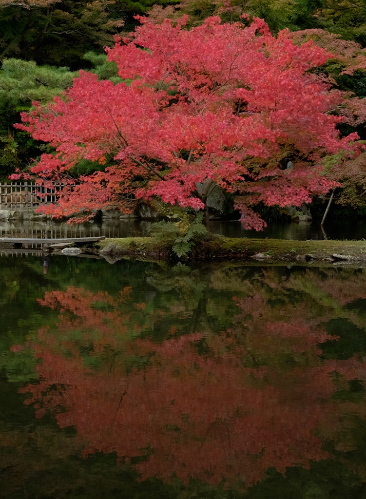 逆さ紅葉　昼の部　その参