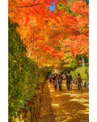 高野山金剛峯寺の紅葉