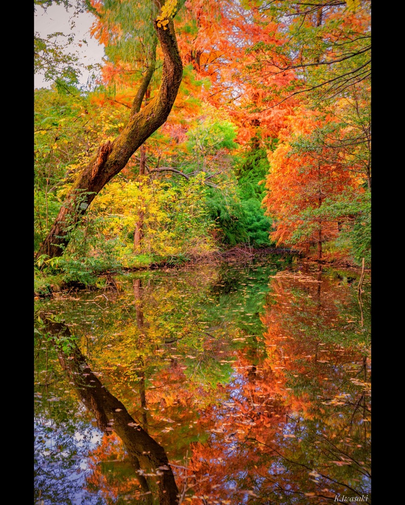 小石川植物園の紅葉