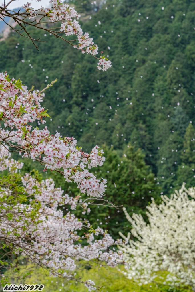 桜の花びらが舞う