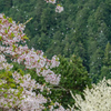 桜の花びらが舞う