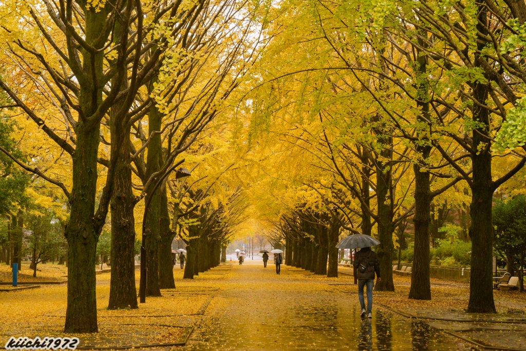 雨の光が丘公園：１