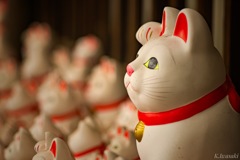 豪徳寺の招き猫