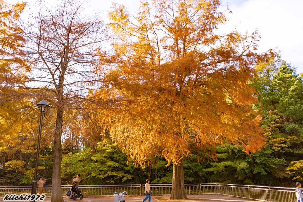 秋の光が丘公園４