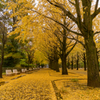 雨の光が丘公園：３