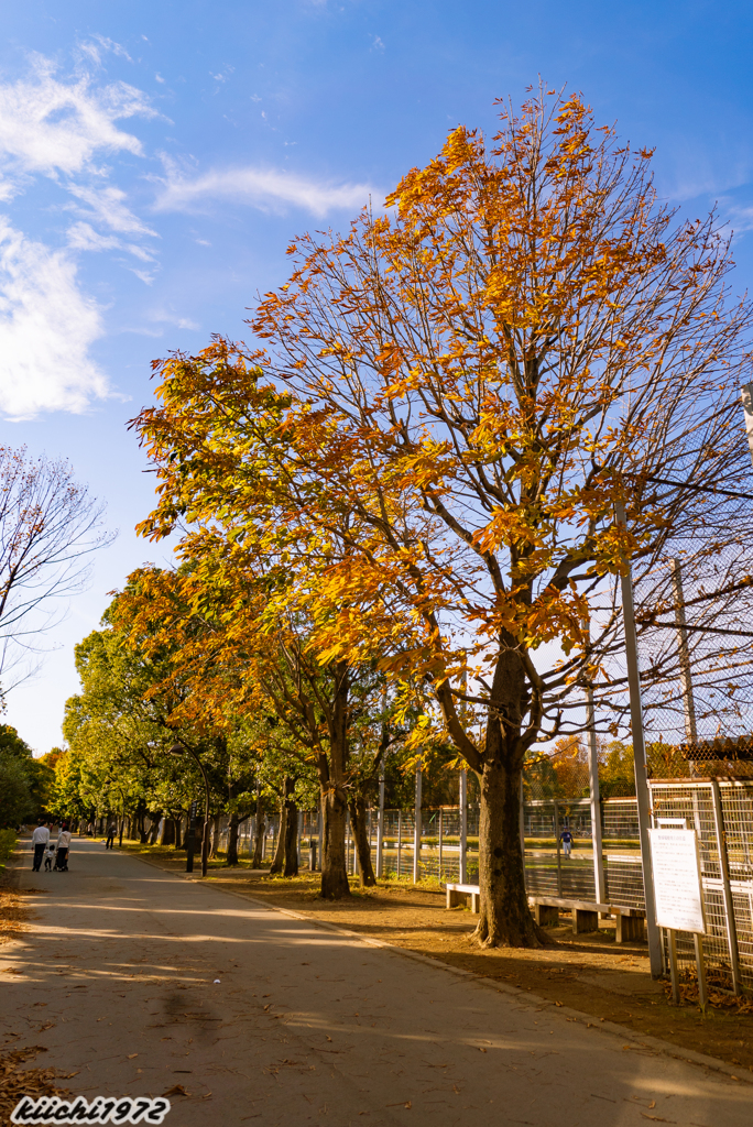 秋の光が丘公園５