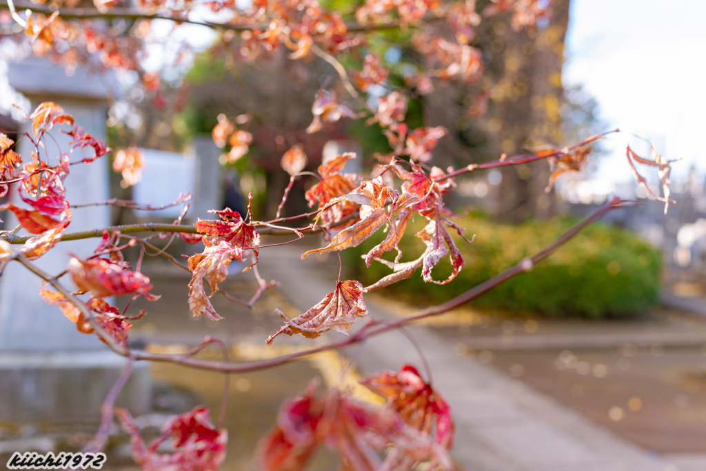 豪徳寺３ 2019.12.15