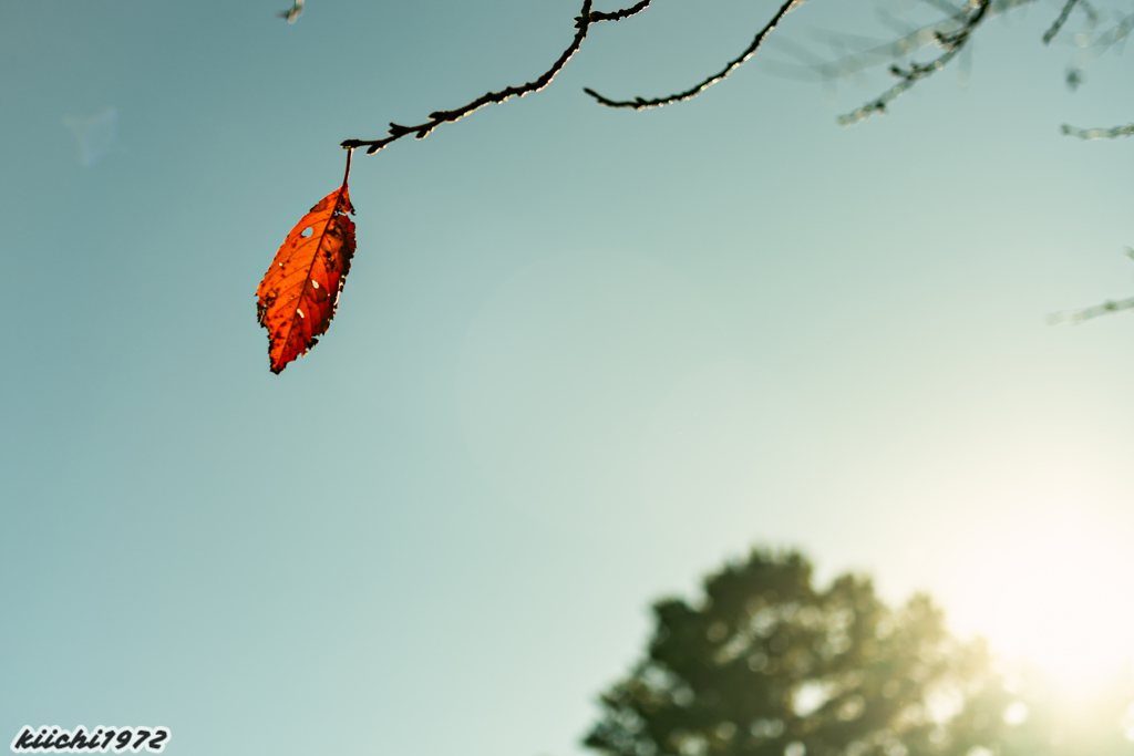 光が丘公園の紅葉：強風に耐える葉