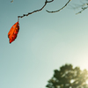 光が丘公園の紅葉：強風に耐える葉