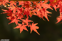 懐古園の紅葉４