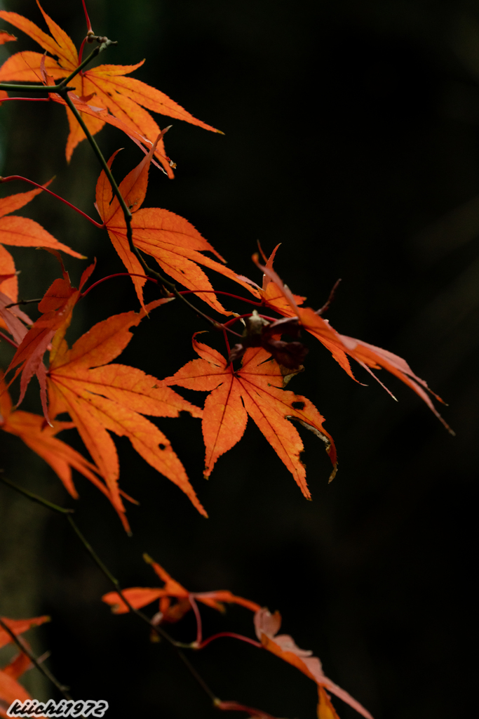 2020年：平林寺の紅葉３