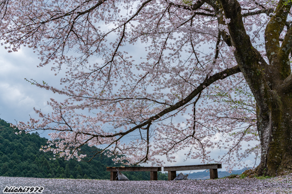 八徳の一本桜