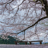 八徳の一本桜