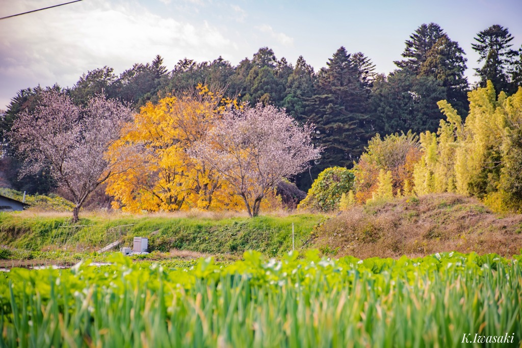 武蔵嵐山の紅葉と桜