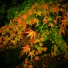 高尾山の紅葉