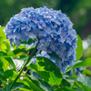 飛鳥山公園の紫陽花３