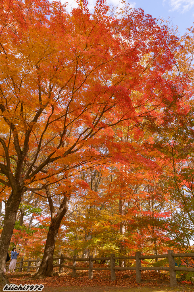 DSC08689懐古園の紅葉８