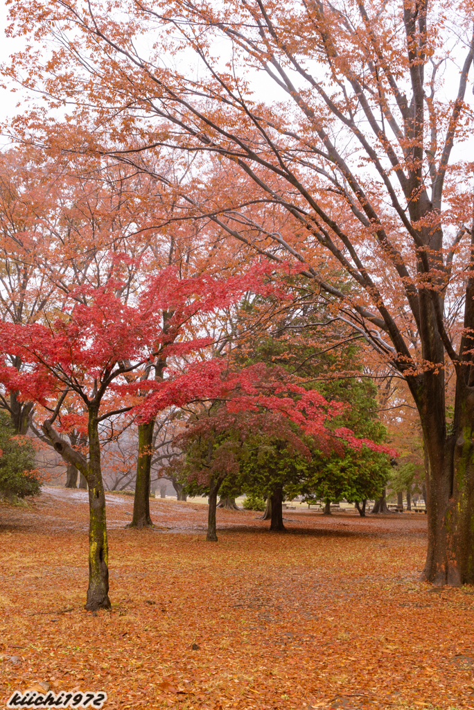 雨の光が丘公園：２