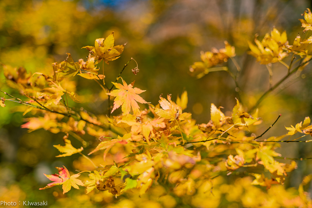 谷川岳の紅葉２