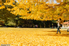 光が丘公園の紅葉：イチョウ１