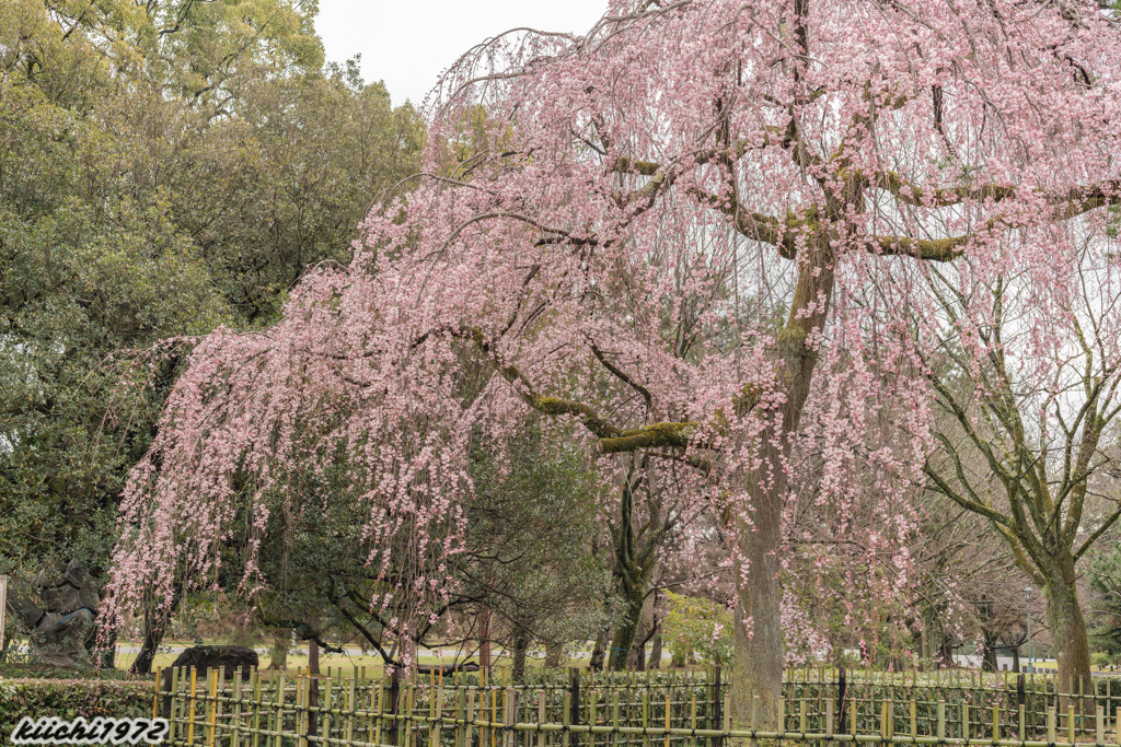 京都御所の枝垂れ桜