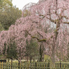 京都御所の枝垂れ桜