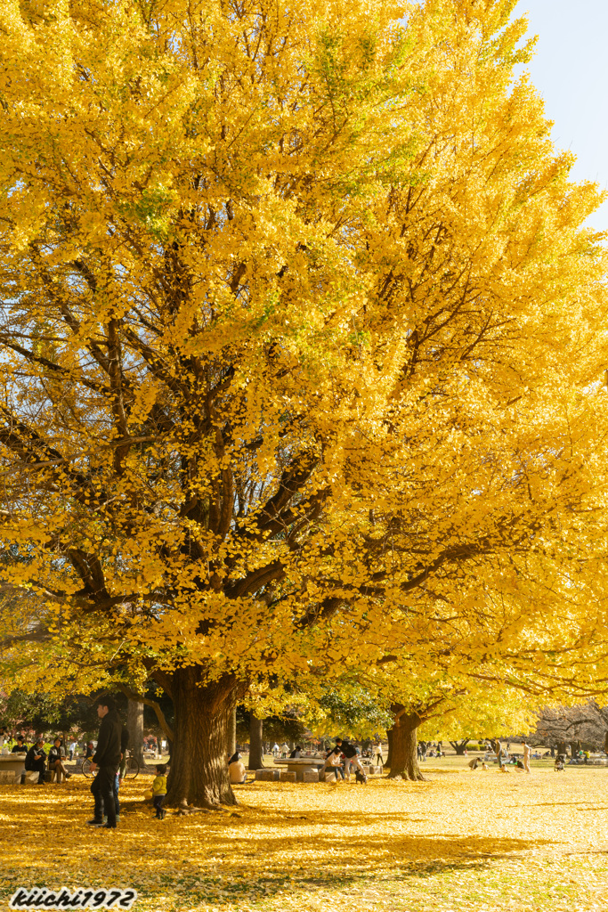 光が丘公園の紅葉：イチョウ２