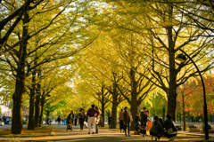 光が丘公園イチョウ並木１